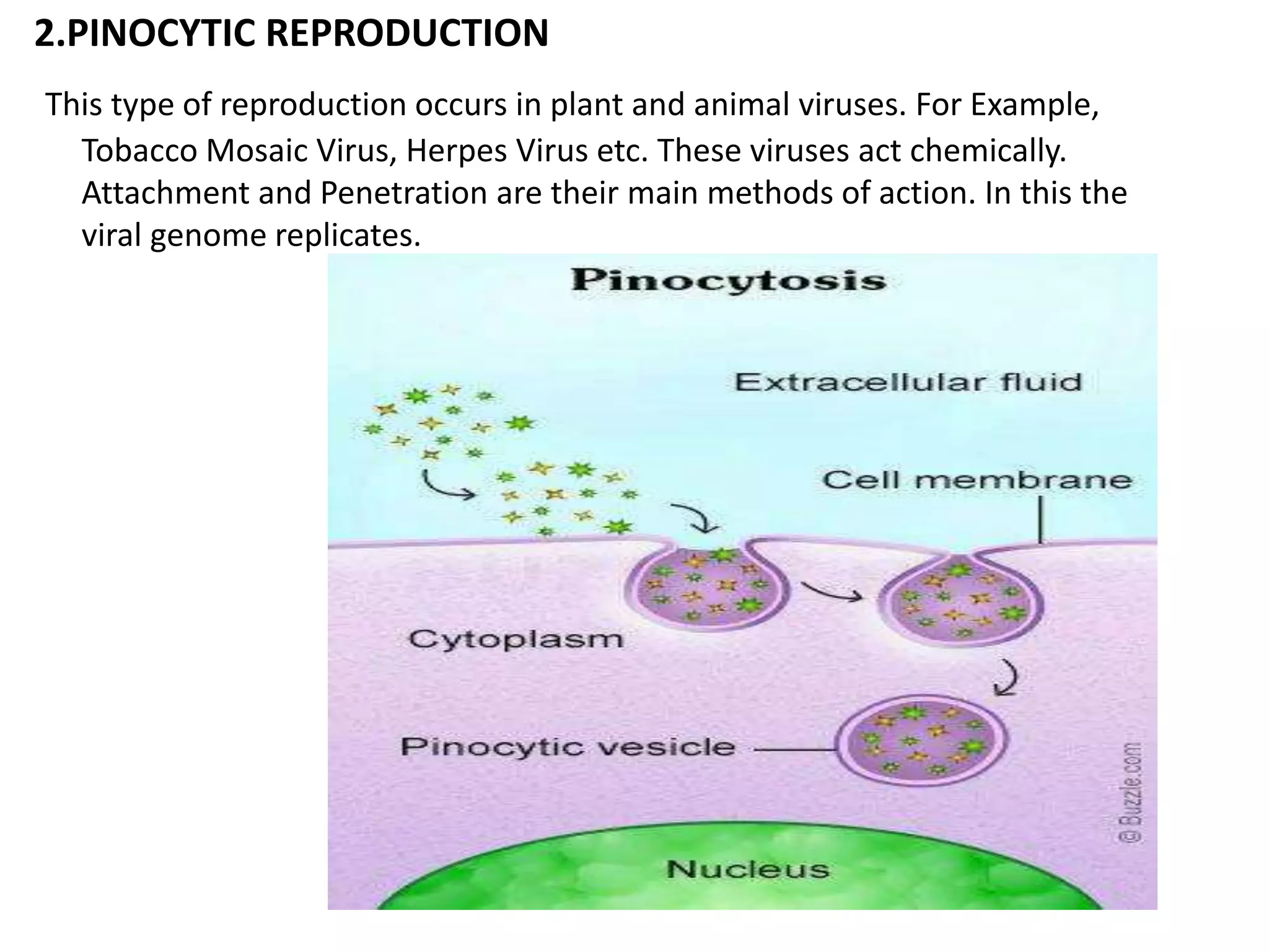 The Surprising Reproductive Cycle Of Birds - r3lfkma