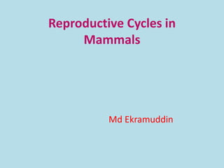 Reproductive Cycles in
Mammals
Md Ekramuddin
 