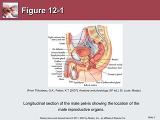 Slide 3
Mosby items and derived items © 2011, 2007 by Mosby, Inc., an affiliate of Elsevier Inc.
Figure 12-1
Longitudinal section of the male pelvis showing the location of the
male reproductive organs.
(From Thibodeau, G.A., Patton, K.T. [2007]. Anatomy and physiology. [6th ed.]. St. Louis: Mosby.)
 