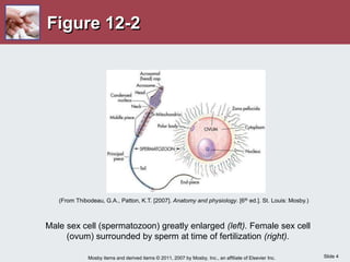 Slide 4
Mosby items and derived items © 2011, 2007 by Mosby, Inc., an affiliate of Elsevier Inc.
Figure 12-2
Male sex cell (spermatozoon) greatly enlarged (left). Female sex cell
(ovum) surrounded by sperm at time of fertilization (right).
(From Thibodeau, G.A., Patton, K.T. [2007]. Anatomy and physiology. [6th ed.]. St. Louis: Mosby.)
 