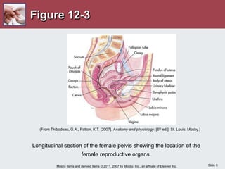 Slide 6
Mosby items and derived items © 2011, 2007 by Mosby, Inc., an affiliate of Elsevier Inc.
Figure 12-3
Longitudinal section of the female pelvis showing the location of the
female reproductive organs.
(From Thibodeau, G.A., Patton, K.T. [2007]. Anatomy and physiology. [6th ed.]. St. Louis: Mosby.)
 