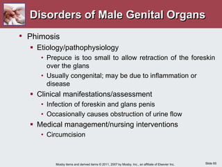 Slide 65
Mosby items and derived items © 2011, 2007 by Mosby, Inc., an affiliate of Elsevier Inc.
Disorders of Male Genital Organs
• Phimosis
 Etiology/pathophysiology
• Prepuce is too small to allow retraction of the foreskin
over the glans
• Usually congenital; may be due to inflammation or
disease
 Clinical manifestations/assessment
• Infection of foreskin and glans penis
• Occasionally causes obstruction of urine flow
 Medical management/nursing interventions
• Circumcision
 