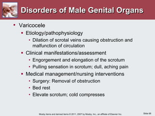 Slide 68
Mosby items and derived items © 2011, 2007 by Mosby, Inc., an affiliate of Elsevier Inc.
Disorders of Male Genital Organs
• Varicocele
 Etiology/pathophysiology
• Dilation of scrotal veins causing obstruction and
malfunction of circulation
 Clinical manifestations/assessment
• Engorgement and elongation of the scrotum
• Pulling sensation in scrotum; dull, aching pain
 Medical management/nursing interventions
• Surgery: Removal of obstruction
• Bed rest
• Elevate scrotum; cold compresses
 