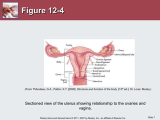 Slide 7
Mosby items and derived items © 2011, 2007 by Mosby, Inc., an affiliate of Elsevier Inc.
Figure 12-4
Sectioned view of the uterus showing relationship to the ovaries and
vagina.
(From Thibodeau, G.A., Patton, K.T. [2008]. Structure and function of the body. [13th ed.]. St. Louis: Mosby.)
 