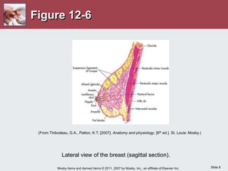 Slide 8
Mosby items and derived items © 2011, 2007 by Mosby, Inc., an affiliate of Elsevier Inc.
Figure 12-6
Lateral view of the breast (sagittal section).
(From Thibodeau, G.A., Patton, K.T. [2007]. Anatomy and physiology. [6th ed.]. St. Louis: Mosby.)
 