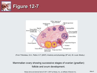 Slide 9
Mosby items and derived items © 2011, 2007 by Mosby, Inc., an affiliate of Elsevier Inc.
Figure 12-7
Mammalian ovary showing successive stages of ovarian (graafian)
follicle and ovum development.
(From Thibodeau, G.A., Patton, K.T. [2007]. Anatomy and physiology. [6th ed.]. St. Louis: Mosby.)
 
