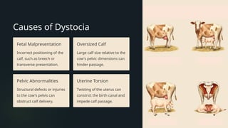 reproductive disorders in cattle and treatment .pptx