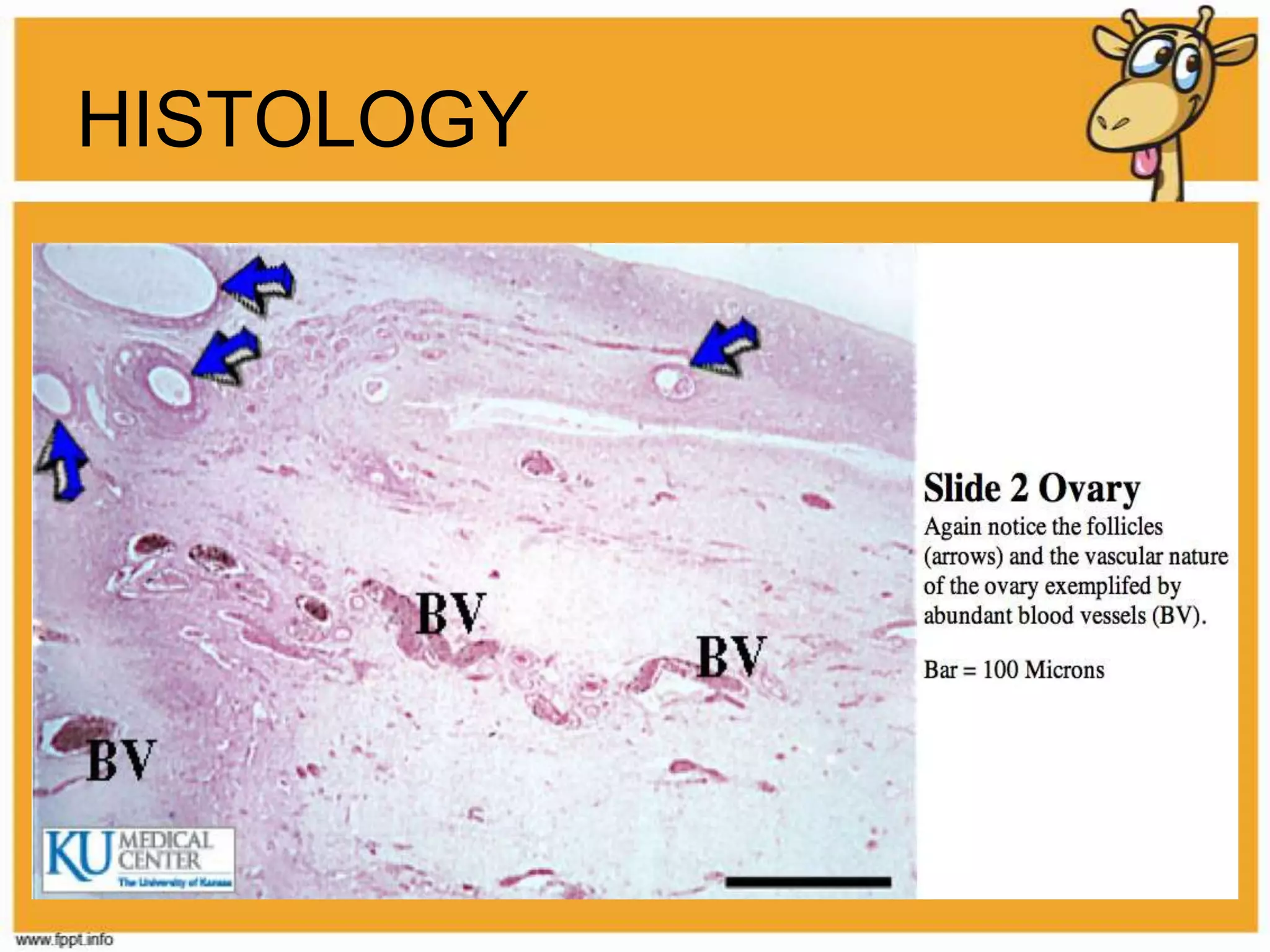 OVARIESBelow that tunica albuginea is the cortex of the ovaryPredominance of ovarian folliclesDeep in the cortex is highly vascularized connective tissue core of ovary, medullaNo distinct boundary line exists HISTOLOGY