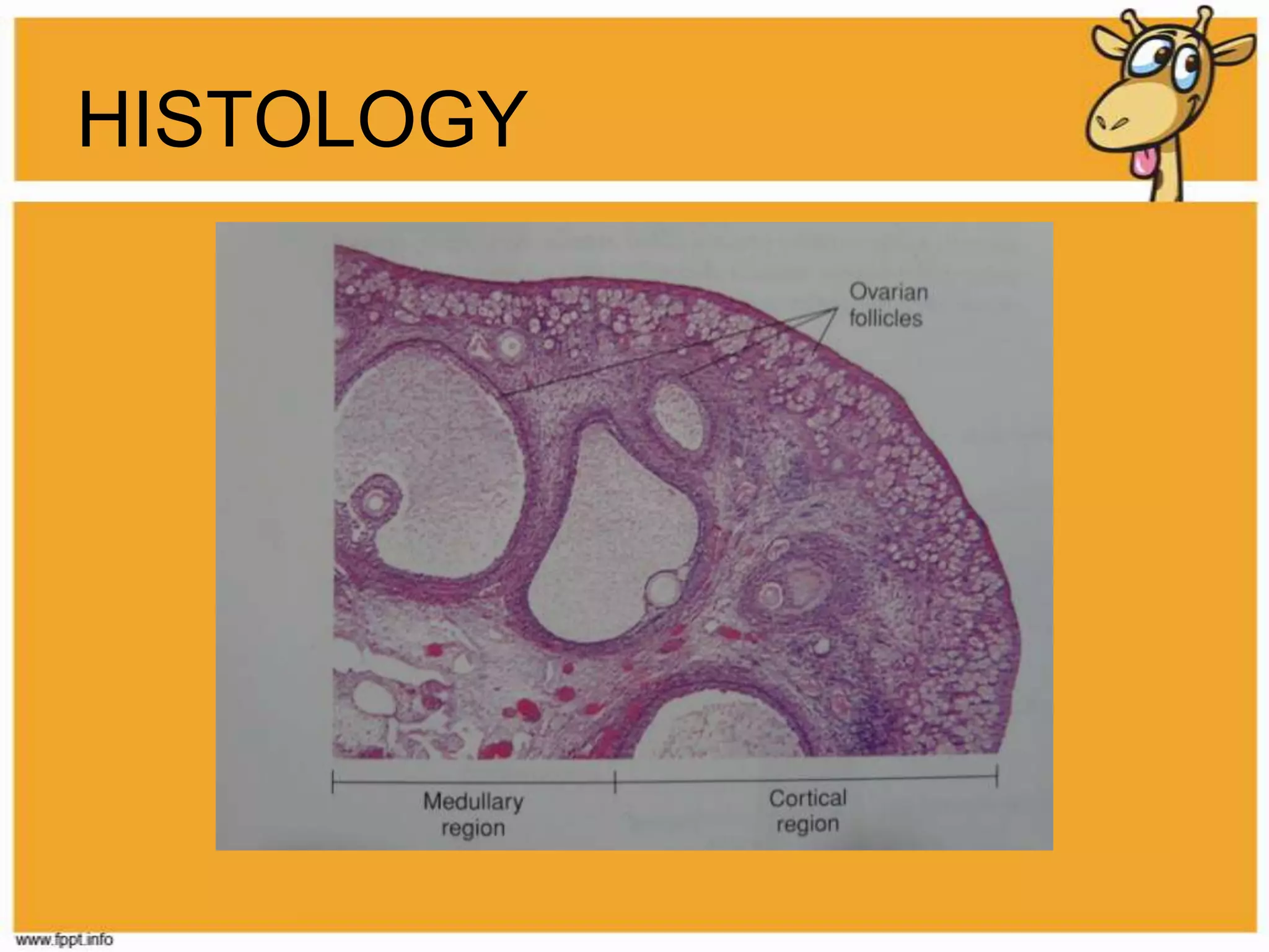 HORMONES (OVARIES)EstrogenProgesterone