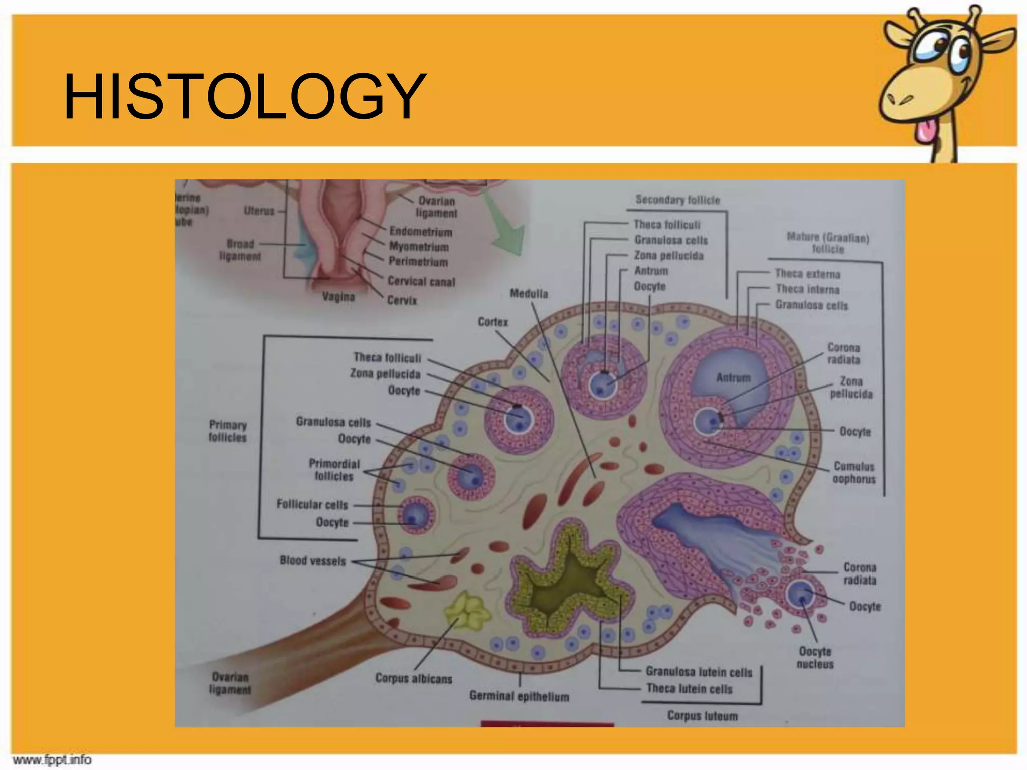 ESTROGENManufactured mostly in ovaries by developing egg follicles In addition, produced by the corpus luteum, placenta, liver, breasts and adrenal glands in smaller quantitiesEssential to the menstrual cyclePrepares uterus for pregnancyEnriching and thickening of endometriumESTROGENContributes to the development of secondary characteristicsBreasts, widened pelvis, increased body fat in buttocks, thigh and hip region