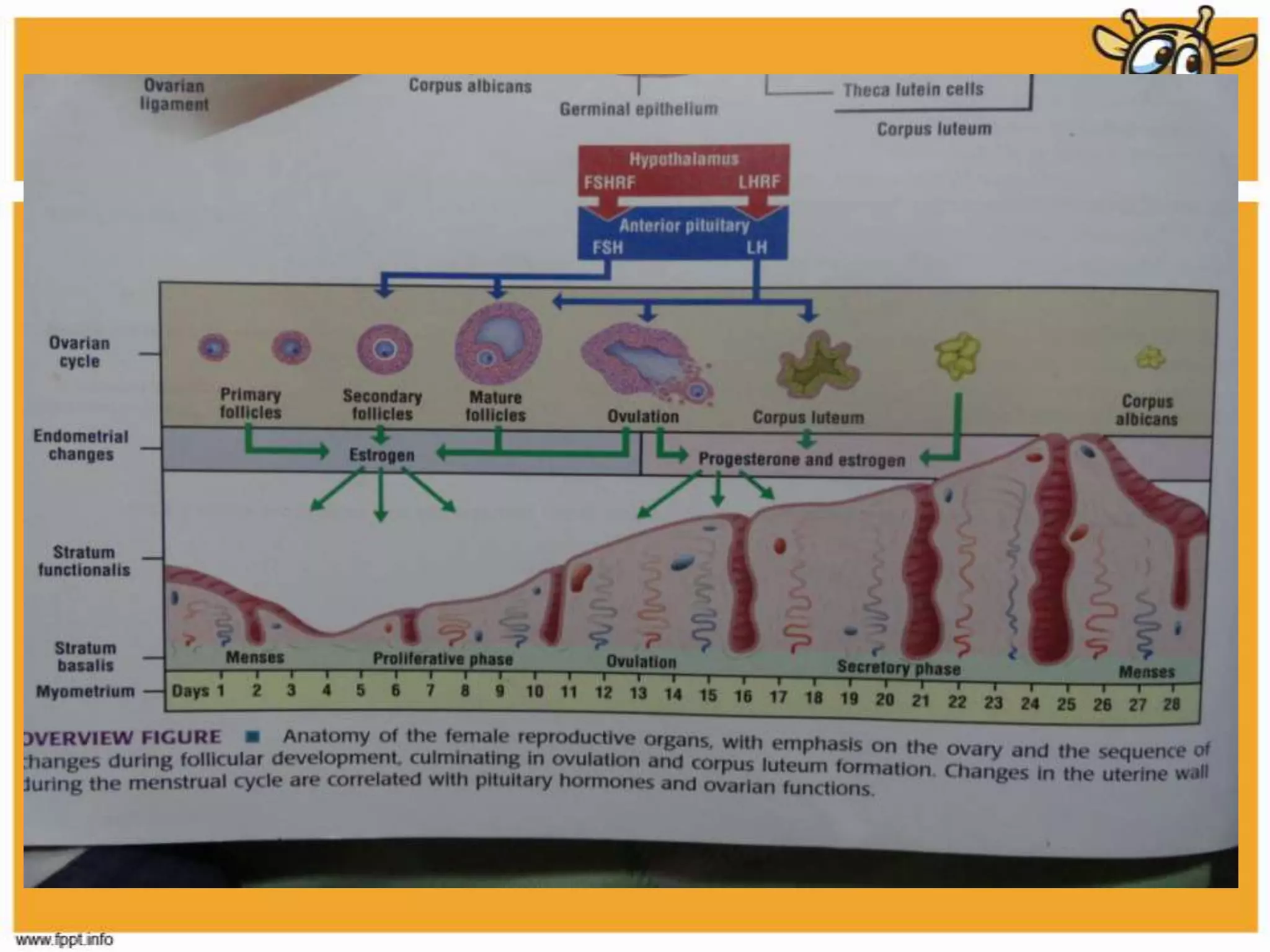 Reproductive (edited v.)