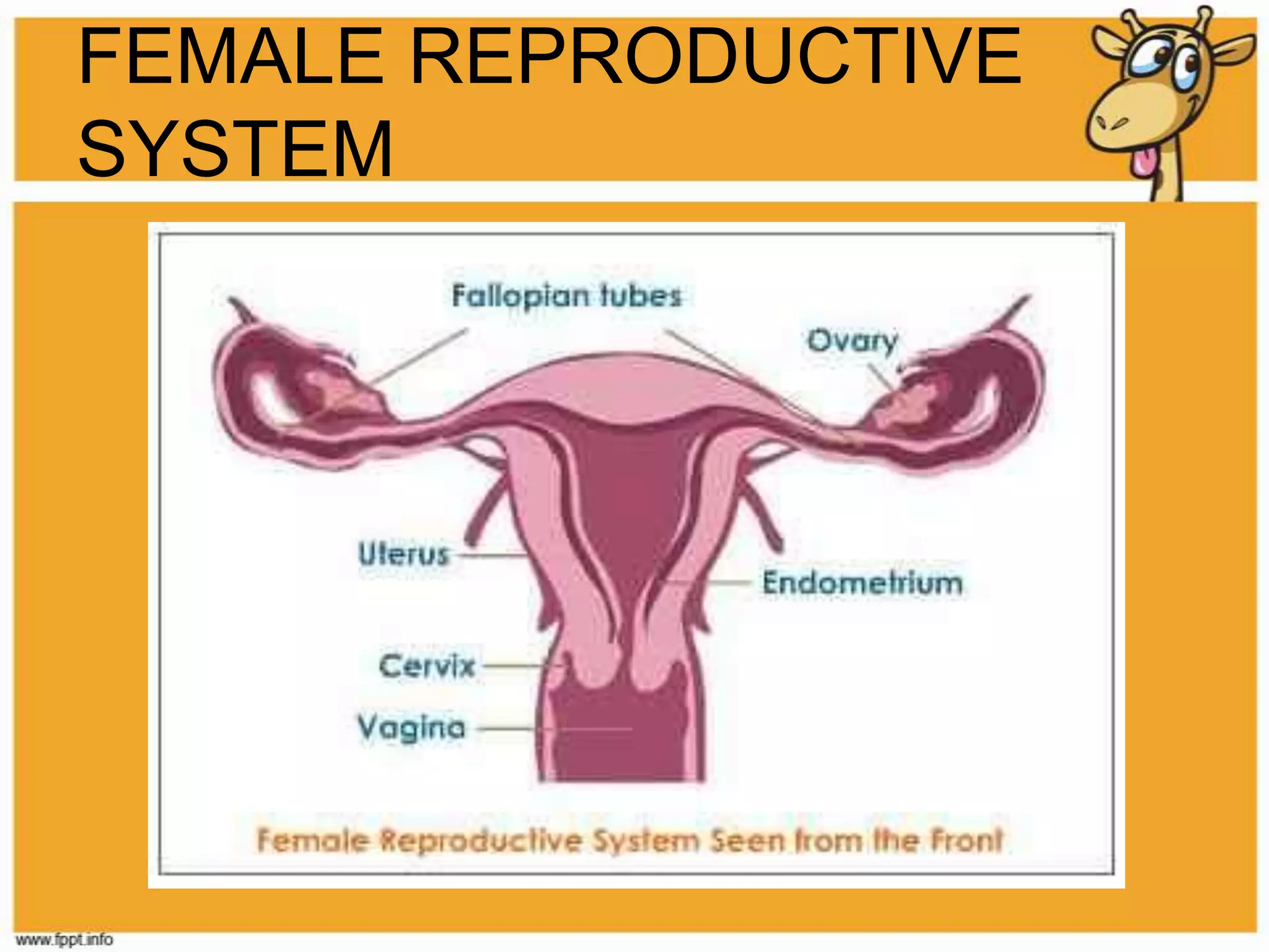 FEMALE REPRODUCTIVE SYSTEM