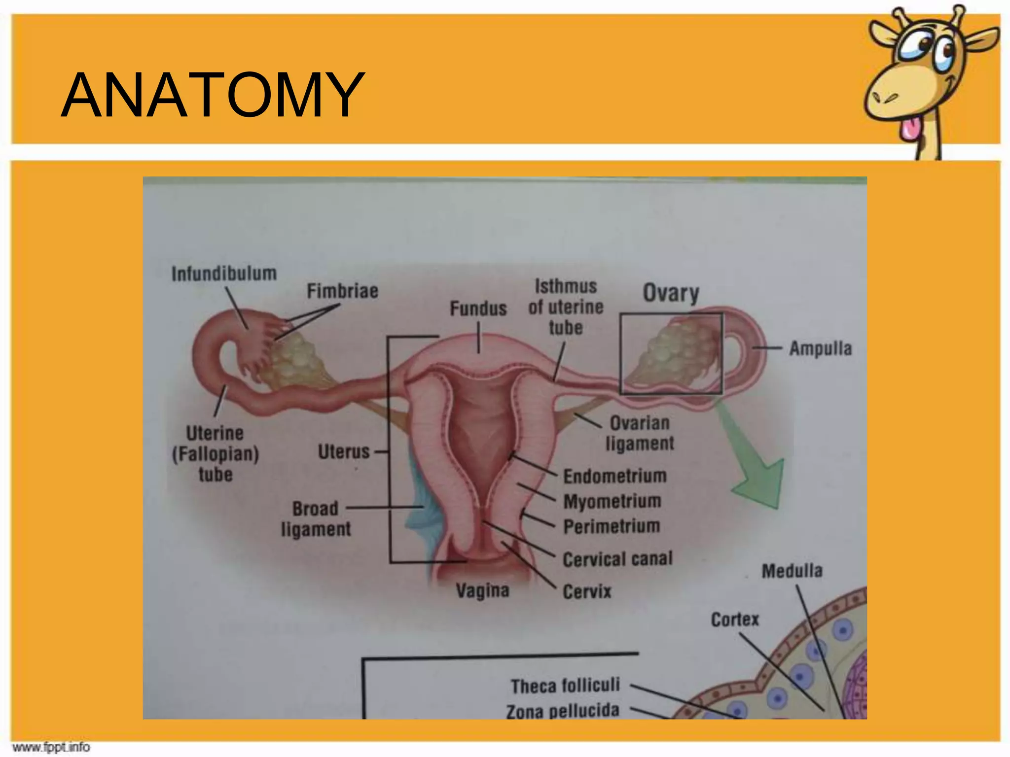 ANATOMY