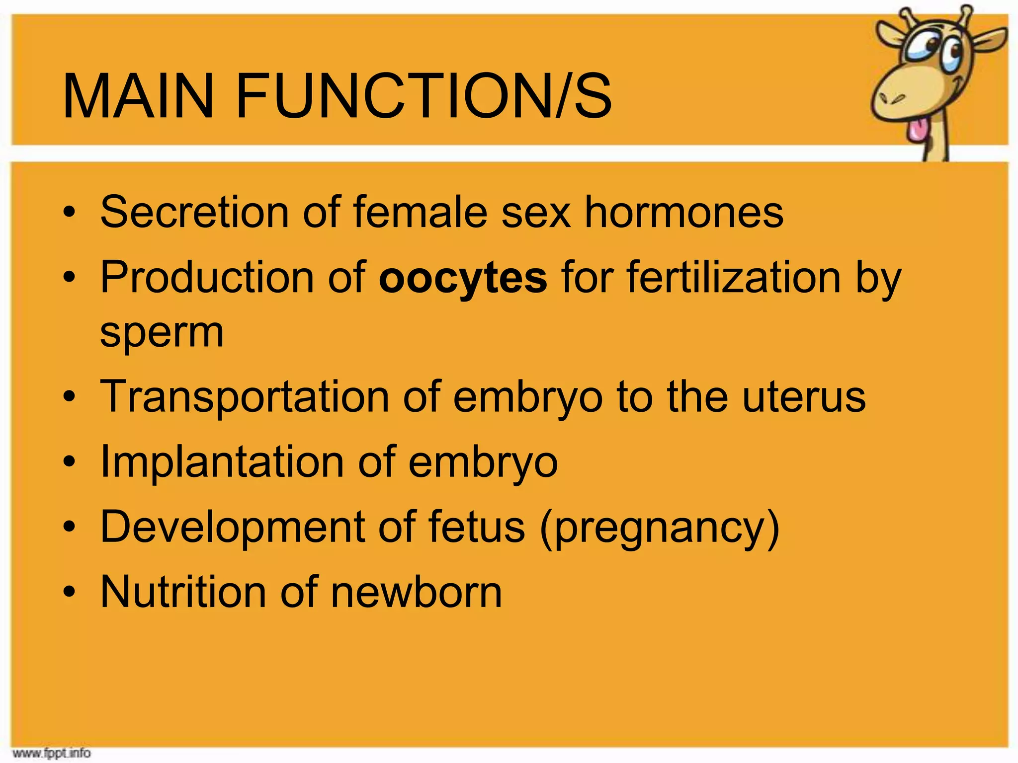 MAIN FUNCTION/SSecretion of female sex hormonesProduction of oocytesfor fertilization by spermTransportation of embryo to the uterusImplantation of embryoDevelopment of fetus (pregnancy)Nutrition of newborn