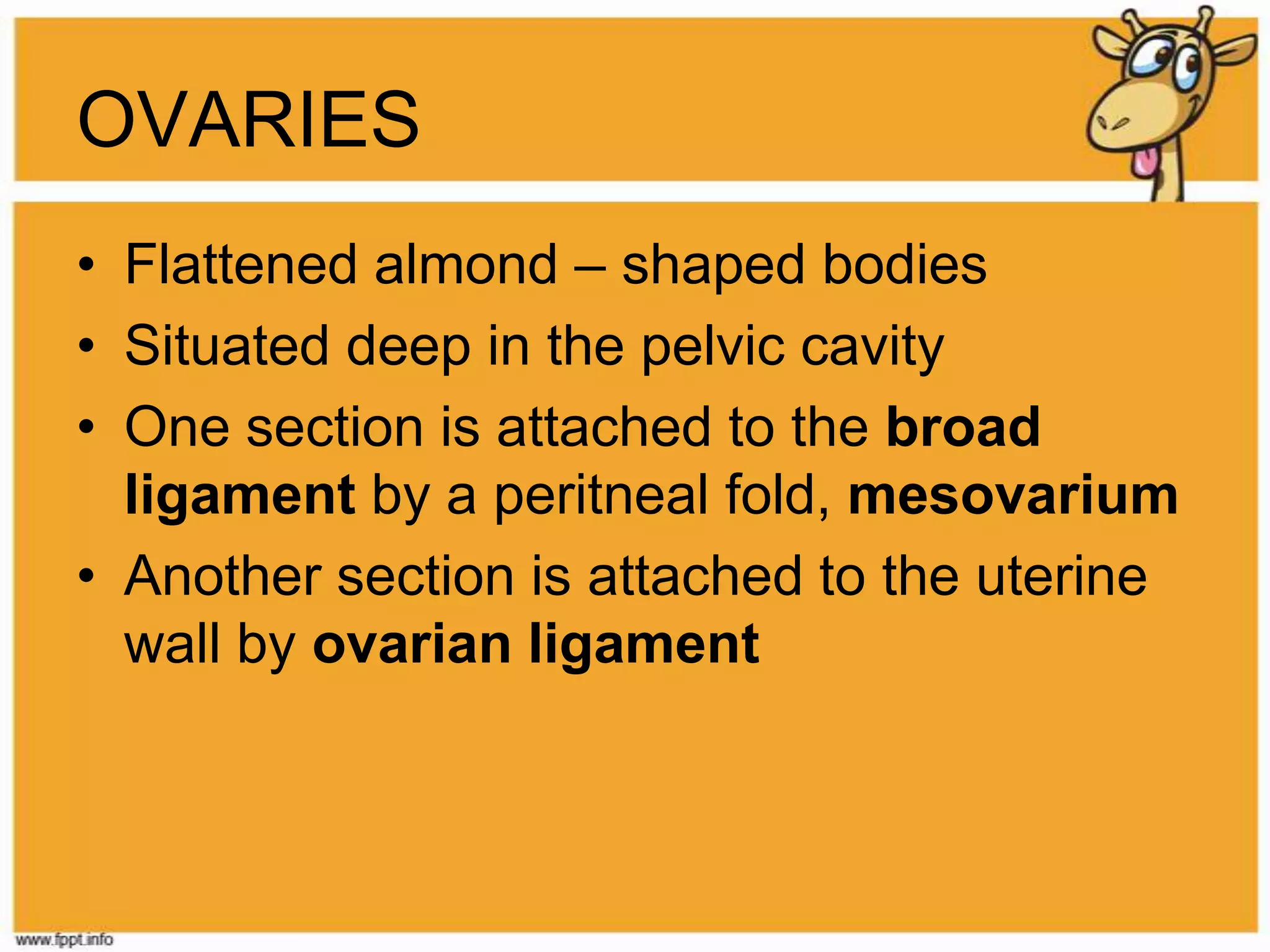 OVARIESFlattened almond – shaped bodiesSituated deep in the pelvic cavityOne section is attached to the broad ligament by a peritneal fold, mesovariumAnother section is attached to the uterine wall by ovarian ligament