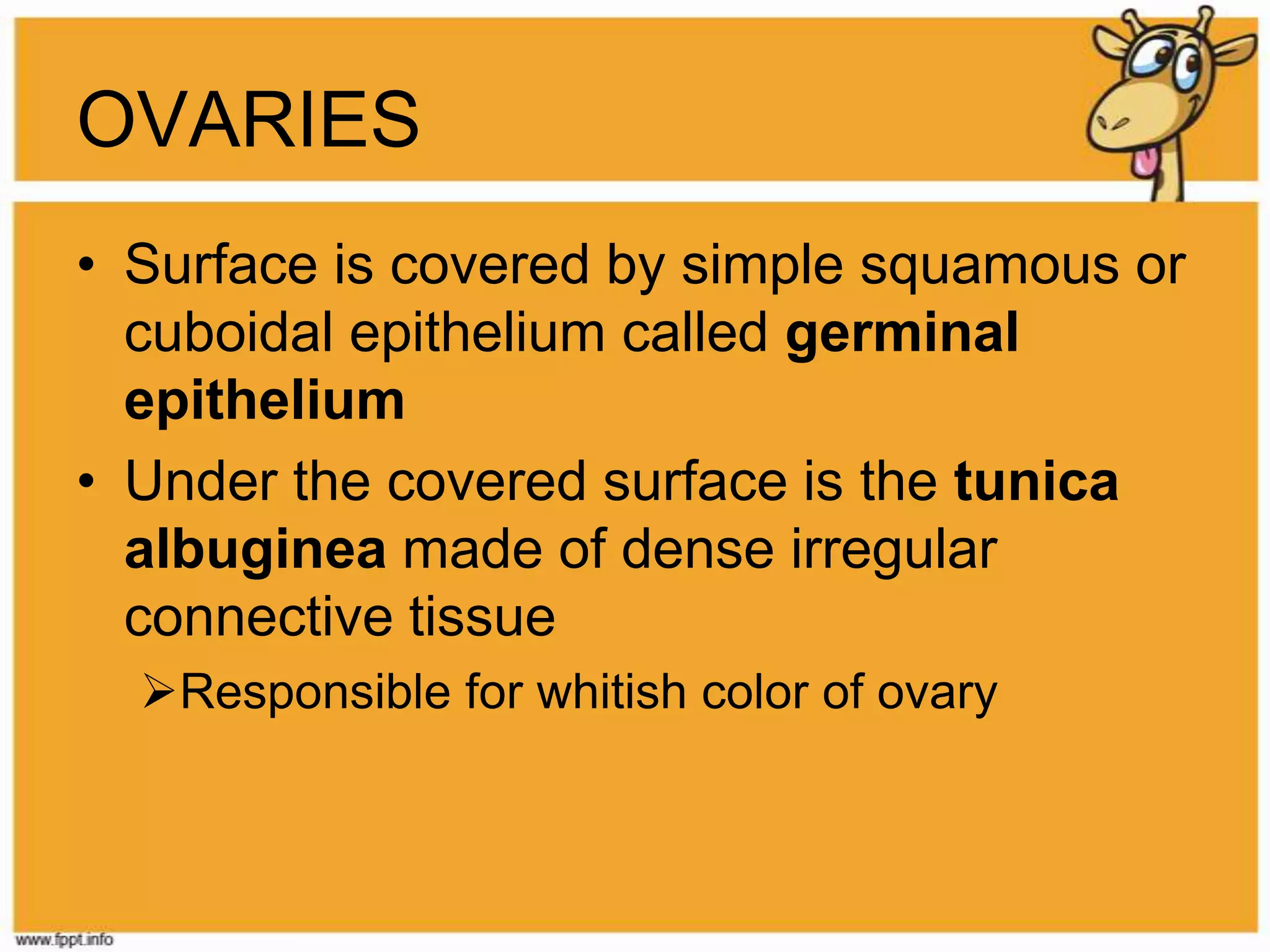 OVARIESSurface is covered by simple squamous or cuboidal epithelium called germinal epitheliumUnder the covered surface is the tunica albugineamade of dense irregular connective tissueResponsible for whitish color of ovaryHISTOLOGY