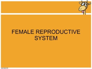 FEMALE REPRODUCTIVE SYSTEM 