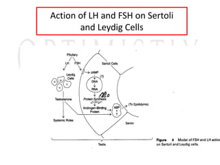Action of LH and FSH on Sertoli
and Leydig Cells
 