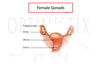 Female Gonads
 