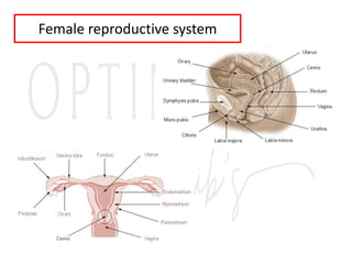 Female reproductive system
 