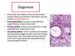 Oogenesis
• From birth, the ovaries of the human female
contain about one million of immature oocytes,
called primordial follicles.
• Primordial follicle: oocyte surrounded by a
single flat layer of granulosa cells.
• Primary follicle: oocyte surrounded by a single
cuboidal layer of granulosa cells.
• Secondary follicle: Under hormonal stimulation
during puberty, bigger oocyte and several layers
of granulosa cells. Formation of theca externa
and interna layers from the interstitial tissue
surrounding the follicle.
 