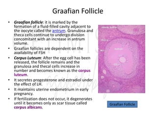 Graafian Follicle
• Graafian follicle: it is marked by the
formation of a fluid-filled cavity adjacent to
the oocyte called the antrum. Granulosa and
theca cells continue to undergo division
concomitant with an increase in antrum
volume.
• Graafian follicles are dependent on the
availability of FSH
• Corpus Luteum: After the egg cell has been
released, the follicle remains and the
granulosa and thecal cells increase in
number and becomes known as the corpus
luteum.
• It secretes progesterone and estradiol under
the effect of LH.
• It maintains uterine endometrium in early
pregnancy.
• If fertilization does not occur, it degenerates
until it becomes only as scar tissue called
corpus albicans.
Graafian Follicle
 