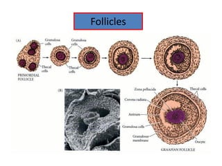 Follicles
 