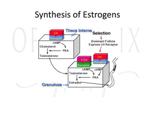 Synthesis of Estrogens
 