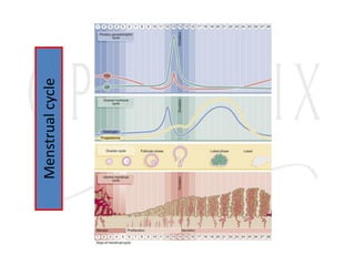 Menstrual
cycle
 