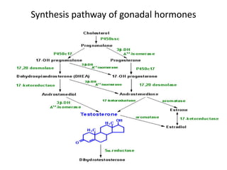 Synthesis pathway of gonadal hormones
 