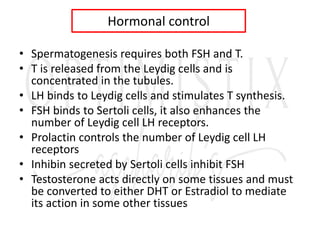 Hormonal control
• Spermatogenesis requires both FSH and T.
• T is released from the Leydig cells and is
concentrated in the tubules.
• LH binds to Leydig cells and stimulates T synthesis.
• FSH binds to Sertoli cells, it also enhances the
number of Leydig cell LH receptors.
• Prolactin controls the number of Leydig cell LH
receptors
• Inhibin secreted by Sertoli cells inhibit FSH
• Testosterone acts directly on some tissues and must
be converted to either DHT or Estradiol to mediate
its action in some other tissues
 