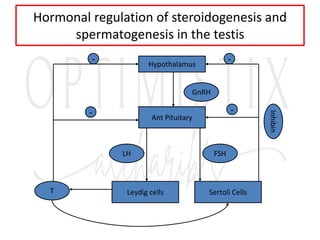Hormonal regulation of steroidogenesis and
spermatogenesis in the testis
Leydig cells Sertoli Cells
Ant Pituitary
Hypothalamus
GnRH
T
LH
Inhibin
FSH
-
-
- -
 