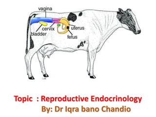 Topic : Reproductive Endocrinology
By: Dr Iqra bano Chandio
 