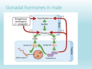 Gonadal hormones in male
 