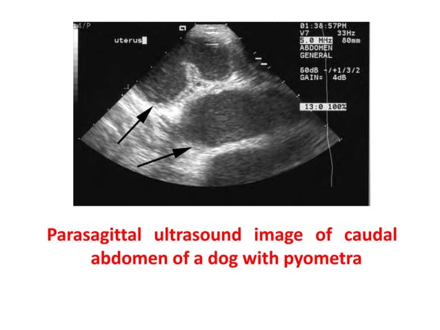 Reproductive & Genital Syst-2; Pyometra.pptx