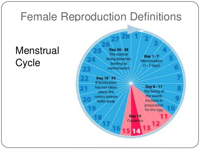 Reproductive Health Anantomy