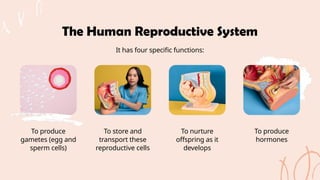 Comprehensive Overview of Human Reproductive Systems and Puberty | PPTX
