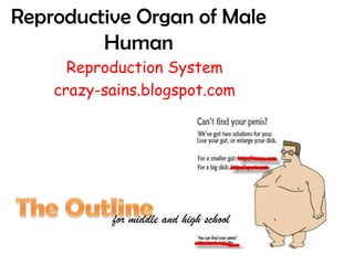 Reproductive Organ of MaleHuman Reproduction System crazy-sains.blogspot.com The Outline for middle and high school 