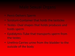 Male Sexual Organs
• Penis-Delivers Sperm
• Scrotum-Container that holds the testicles
• Testes- Oval shapes that holds produces and
  holds sperm
• Epididymis-Tube that transports sperm from
  the testes
• Urethra-Carries urine from the bladder to the
  outside of the body
 