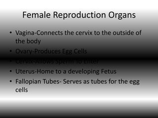 Female Reproduction Organs
• Vagina-Connects the cervix to the outside of
  the body
• Ovary-Produces Egg Cells
• Cervix-Allows Sperm To Enter
• Uterus-Home to a developing Fetus
• Fallopian Tubes- Serves as tubes for the egg
  cells
 