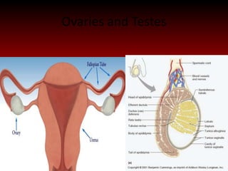 Ovaries and Testes
 