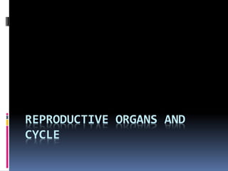 REPRODUCTIVE ORGANS AND
CYCLE
 
