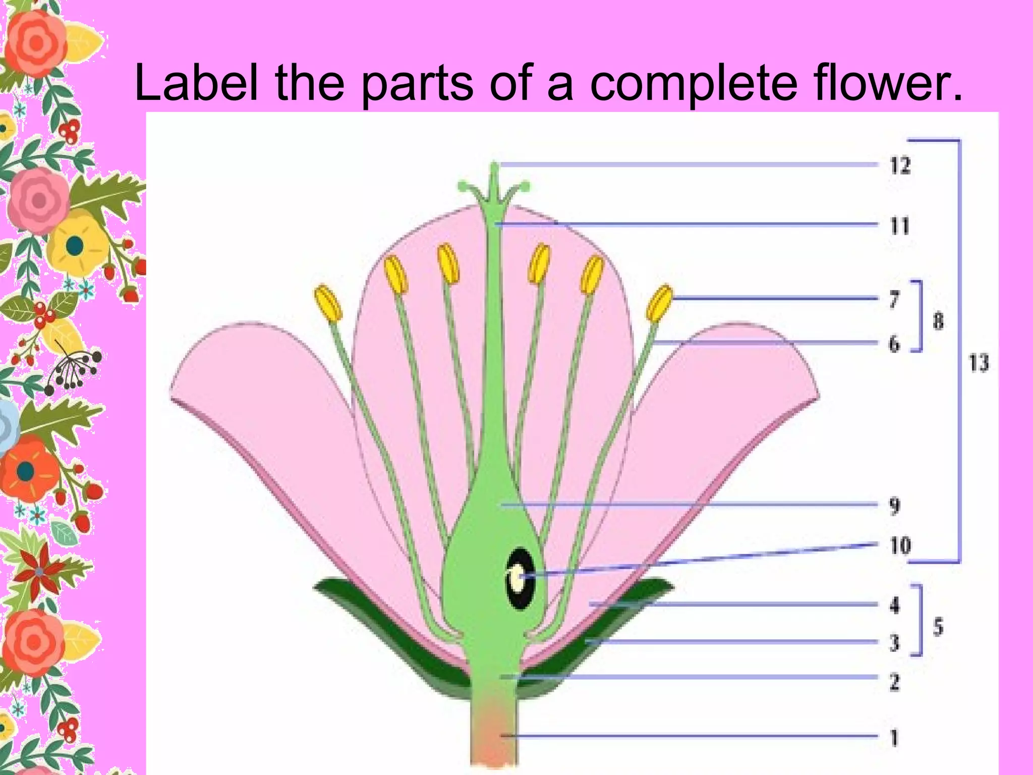 Reproductive parts of plants- J.Dael