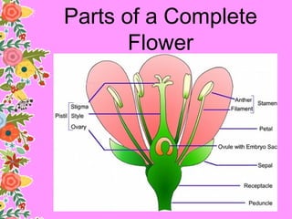 Reproductive parts of plants- J.Dael