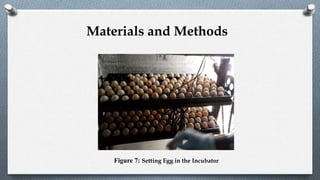 Figure 7: Setting Egg in the Incubator
Materials and Methods
 