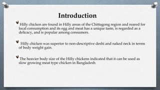 Introduction
Hilly chicken are found in Hilly areas of the Chittagong region and reared for
local consumption and its egg and meat has a unique taste, is regarded as a
delicacy, and is popular among consumers.
Hilly chicken was superior to non-descriptive deshi and naked neck in terms
of body weight gain.
The heavier body size of the Hilly chickens indicated that it can be used as
slow growing meat type chicken in Bangladesh.
 