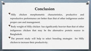 Hilly chicken morphometric characteristics, productive and
reproductive performance are better than that of other indigenous under
proper care and management.
Body weight of Hilly chicken has significantly heavier than that of other
indigenous chicken that may be the alternative protein source in
Bangladesh.
The present study will help to select breeding strategies for Hilly
chicken to increase their productivity.
Conclusion
 
