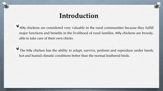 Hilly chickens are considered very valuable in the rural communities because they fulfill
major functions and benefits in the livelihood of rural families. Hilly chickens are broody,
able to take care of their own chicks.
The hilly chicken has the ability to adapt, survive, perform and reproduce under harsh,
hot and humid climatic conditions better than the normal feathered birds.
Introduction
 