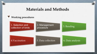 Working procedures
1. Selection and
collection of birds
2. Management
procedure
3. Banding
4.Vaccination 5. Data collection 6. Data analysis
Materials and Methods
 