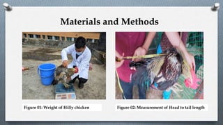 Figure 01: Weight of Hilly chicken Figure 02: Measurement of Head to tail length
Materials and Methods
 